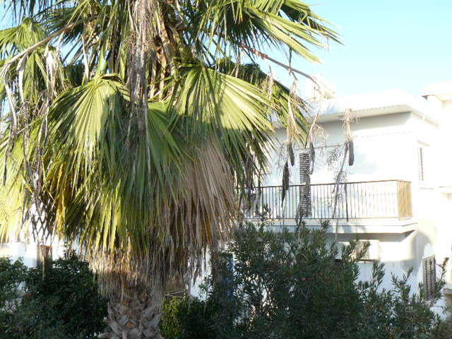 Katalimata Court Apartamento Agia Napa Exterior foto